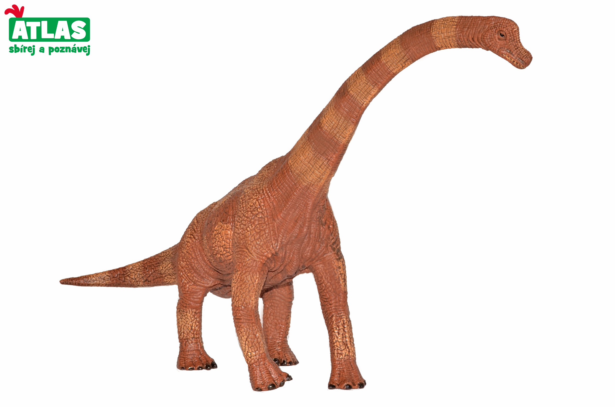 G - Figurka Dino Brachiosaurus 30 cm